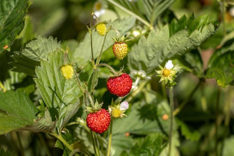 Erdbeere im Garten - © Schwabe Austria