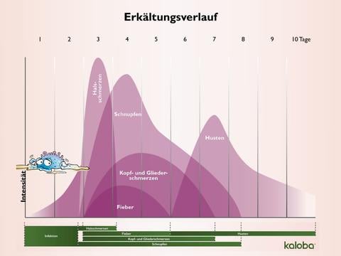 Erkältungsverlauf: die Phasen des grippalen Infekts - © Schwabe