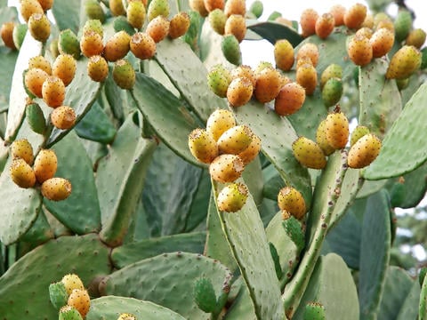 Feigenkaktus mit Früchten © Lucky Dragon/stock.adobe.com