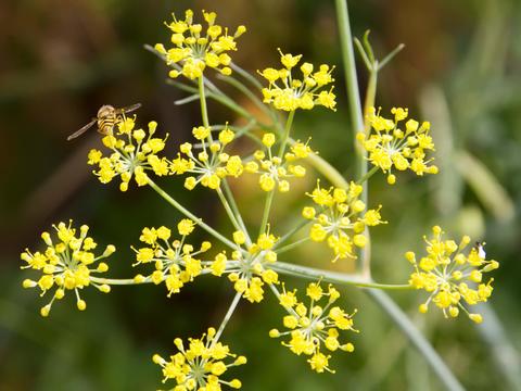 Fenchel im Garten - © Canva
