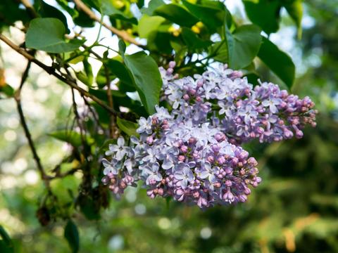 Flieder im Garten - © Canva