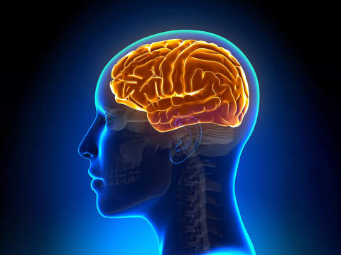Unser Gehirn: Aufbau und Funktionen - © decade3d/stock.adobe.com