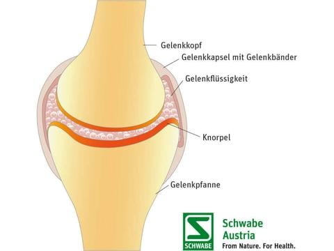 Aufbau eines Gelenks – © Schwabe