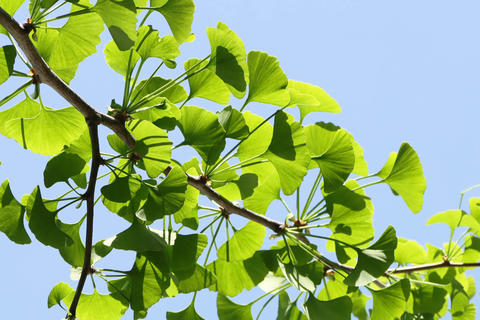 Ginkgo im Garten - © Schwabe Austria