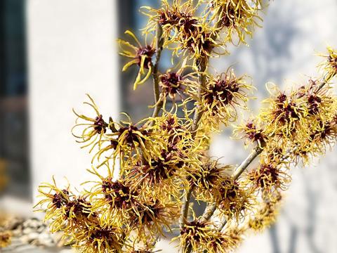 Hamamelis im Garten - © Schwabe Austria