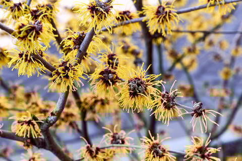 Hamamelis virginiana: eine Heilpflanze bei Beschwerden der Haut oder Problemen mit Hämorrhoiden - © Alena Charykova/stock.adobe.com
