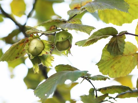 Haselnuss im Garten - © Canva