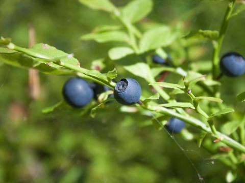 Heidelbeere im Garten - © Canva