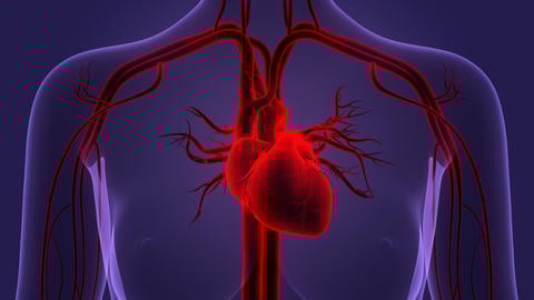 Herzmuskelentzündung: Oft schwierig zu erkennen – ©magicmine/stock.adobe.com