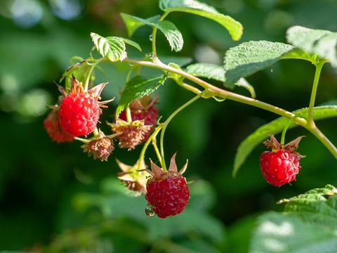 Himbeere im Garten - © Canva