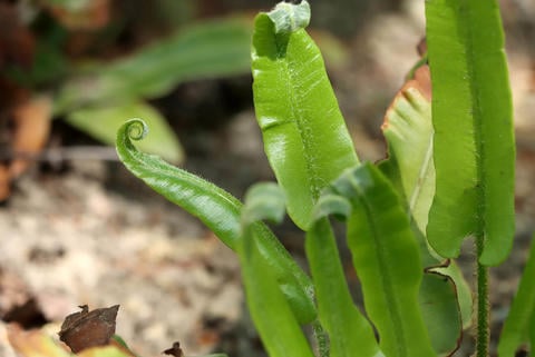 Hirschzungenfarn im Garten - © Schwabe Austria