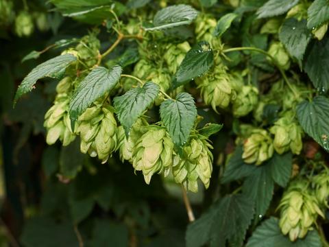 Hopfen im Garten - © Canva