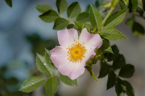 Hundsrose, Hagebutte im Garten - © Schwabe Austria