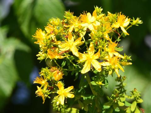 Johanniskraut im Garten - © Schwabe Austria