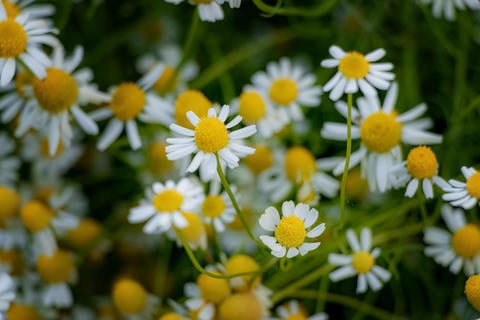 Kamille im Arzneipflanzengarten - © Schwabe Austria