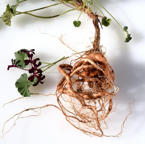 Die südafrikanische Kapland-Pelargonie mit Wurzel - © Ruckszio/stock.adobe.com