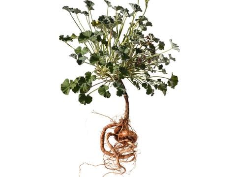 Kapland-Pelargonie Wurzel und ihre besondere Heilkraft - © Ruckszio/stock.adobe.com_adaptiert