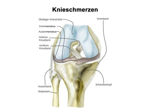Knieschmerzen und mögliche Gründe dafür - © elvira gerecht/stock.adobe.com
