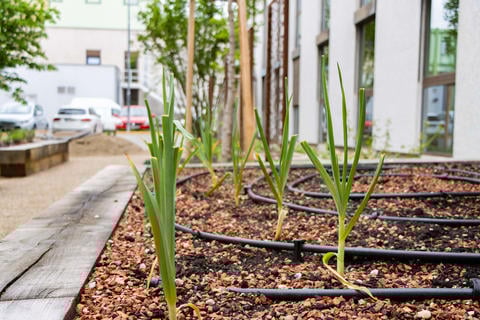 Knoblauch im Garten - © Schwabe Austria