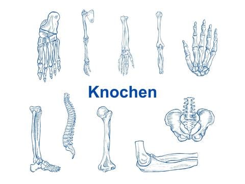 Aufbau und Arten von Knochen - © Canva