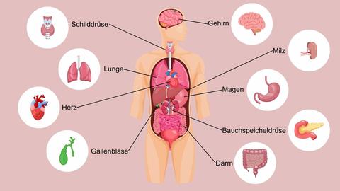 Innere Organe haben spezielle Funktionen - © Canva