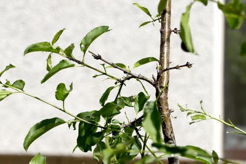 Kreuzdorn im Garten - © Schwabe Austria