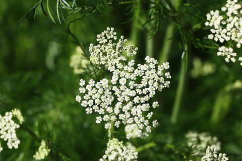 Kümmel im Garten - © Schwabe Austria