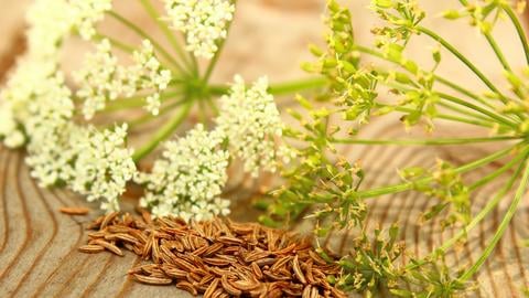 Kümmel hilft bei Magen-Darm-Problemen – © goldbany/stock.adobe.com