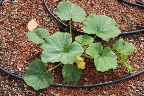 Kürbis im Garten - © Schwabe Austria