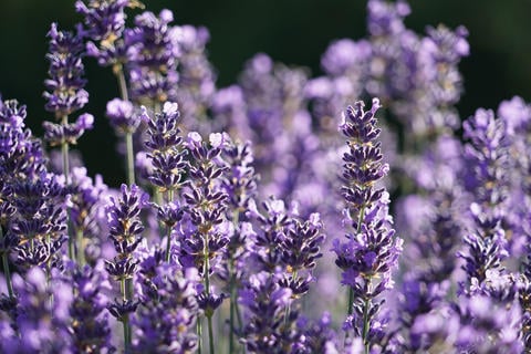 Lavandula Angustifolia: Multitalent unter den Pflanzen – © CHROMORANGE/stock.adobe.com