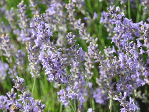 Lavendel im Garten - © Schwabe Austria