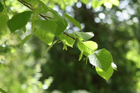 Linde im Garten - © Schwabe Austria