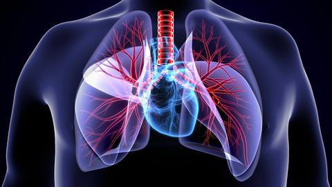 Lunge: ein leistungsstarkes und überlebenswichtiges Organ – ©microscience/stock.adobe.com