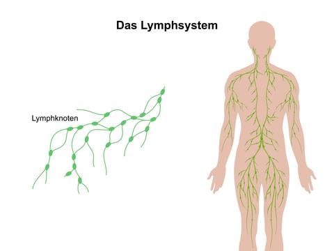 Überblick Lymphsystem, lymphatische System – © Canva
