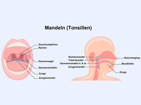 Lage der Mandeln im Körper - ©canva.com
