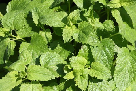 Melisse im Garten - © Schwabe Austria