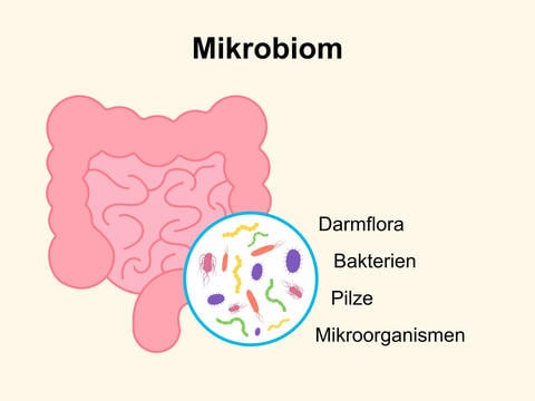 Das humane Mikrobiom – © Canva