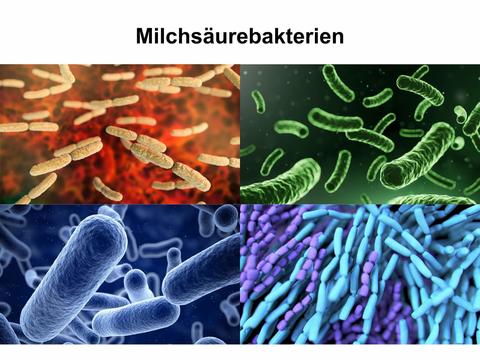 Milchsäurebakterien, auch Laktobazillen genannt, für die Darmflora – © Canva