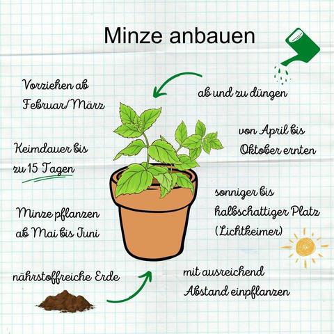 Die wichtigsten Tipps & Tricks beim Minzanbau - © Canva