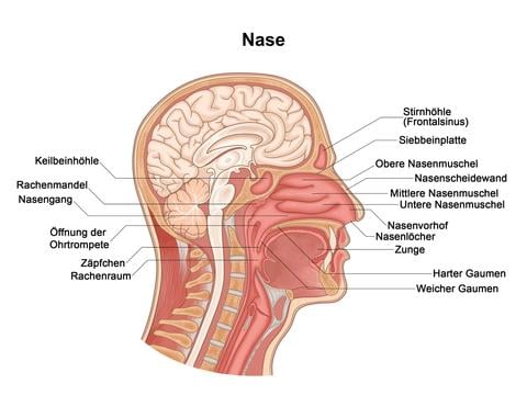 Alles über das Geruchsorgan Nase - © Анна Богатырева/stock.adobe.com adapt.