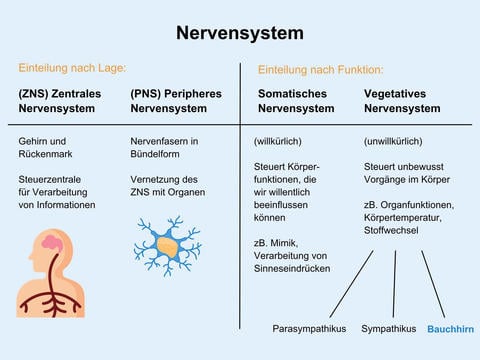 Das Nervensystem: Ein Überblick – © Canva