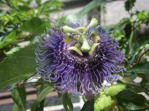 Passionsblume hilft bei Unruhe – ©Schwabe