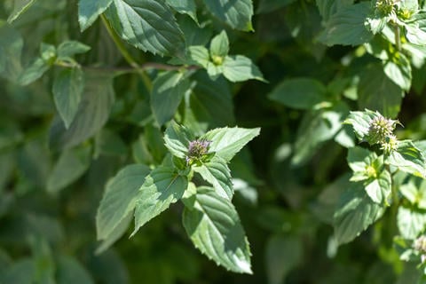 Pfefferminze im Garten - © Schwabe Austria