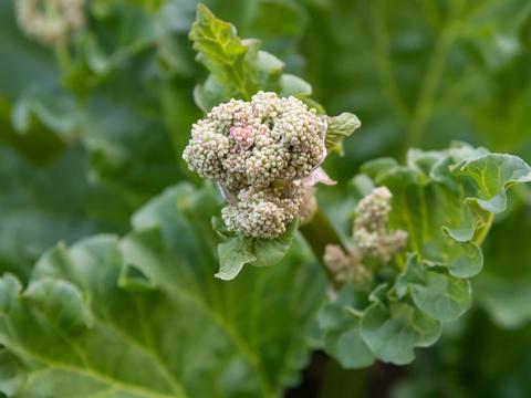 Rhabarber im Garten - © Canva
