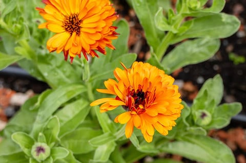 Ringelblume im Garten - © Schwabe Austria