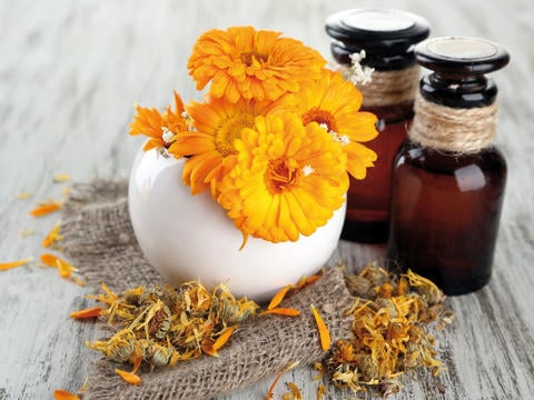 Ringelblume als traditionelles Wundheilmittel - © Africa Studio/stock.adobe.com