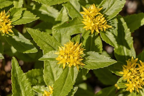 Rosenwurz im Garten - © Schwabe Austria