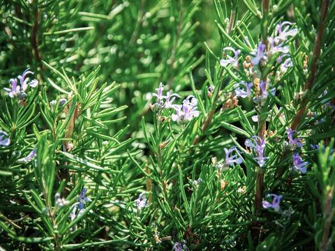 Rosmarin im Garten - © Schwabe Austria