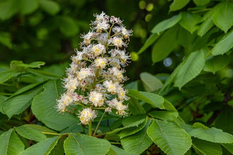 Rosskastanie im Garten - © Schwabe Austria