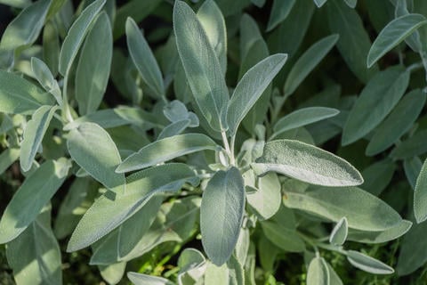 Salbei im Garten - © Schwabe Austria